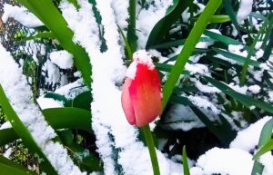 TOKAT (AA) – Tokat'ın Yeşilyurt ilçesinde kar yağışı devam ediyor.