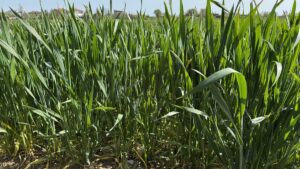 KIRKLARELİ (AA) – Kırklareli, Edirne ve Tekirdağ'da nisan ayında etkili