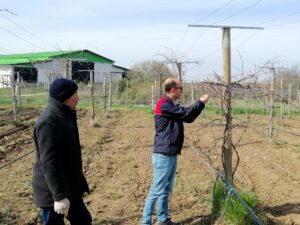 KIRKLARELİ (AA) – Edirne, Kırklareli ve Tekirdağ'da, zirai dondan etkilenen