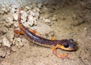 ANKARA (AA) – FATMA SEVİNÇ ÇETİN – Çevre, Şehircilik ve