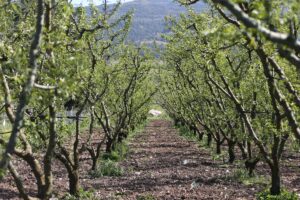 BURSA (AA) – Türkiye Ziraat Odaları Birliği (TZOB) Genel Başkanı