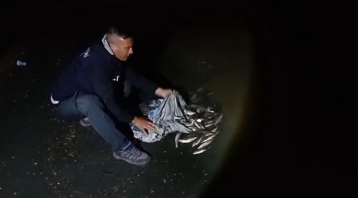 Van'da kaçak avlanan 50 kilogram inci kefali suya geri bırakıldı