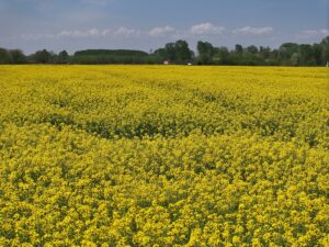 EDİRNE (AA) – Tarım ve Orman Bakanlığı Trakya Tarımsal Araştırma