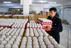 ANKARA (AA) – SERHAT TUTAK – Kuş gribi, ihracat süreçleri