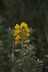 AFYONKARAHİSAR (AA) – Afyonkarahisar'da koparıldığında 557 bin 212 lira cezası