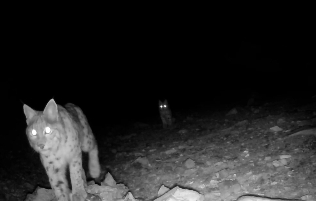 Akdeniz'deki yaban hayatını fotokapanlar görüntüledi