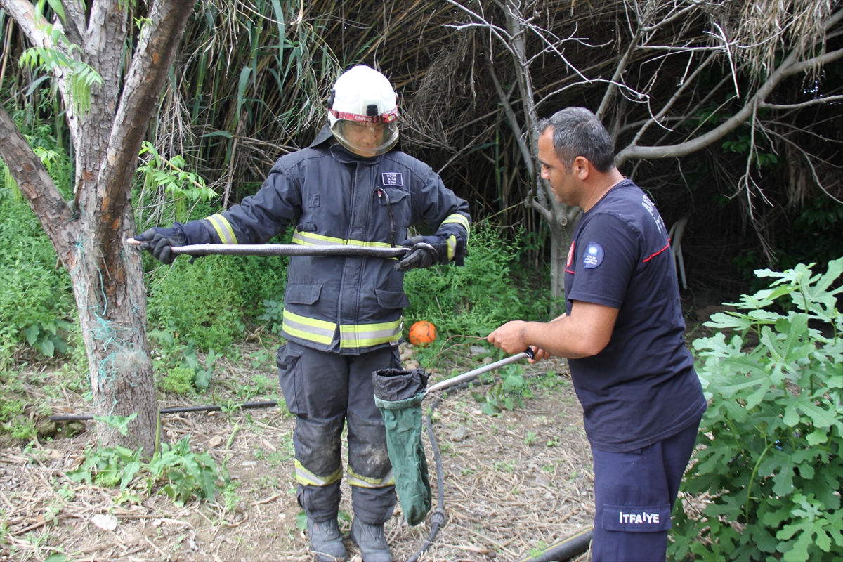 Antalya'da bahçedeki balık ağına dolanan yılan kurtarıldı