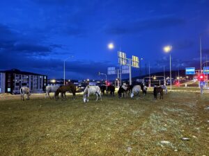 ARDAHAN (AA) – Ardahan'da yiyecek arayan yılkı atları kara yoluna