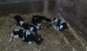 BALIKESİR (AA) – Balıkesir'in Susurluk ilçesinde bir inek tek batında