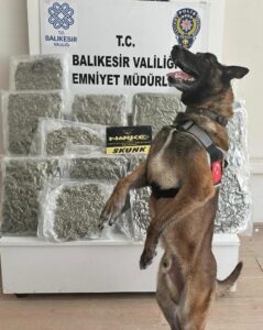 BALIKESİR (AA) – Balıkesir’de bir yolcu otobüsündeki valizde 10 kilo