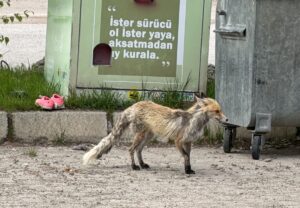 BAYBURT (AA) – Bayburt'ta yiyecek aramak için şehir merkezine inen
