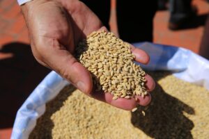 DİYARBAKIR (AA) – Diyarbakır'da 45 çiftçiye, 27 ton sertifikalı çeltik