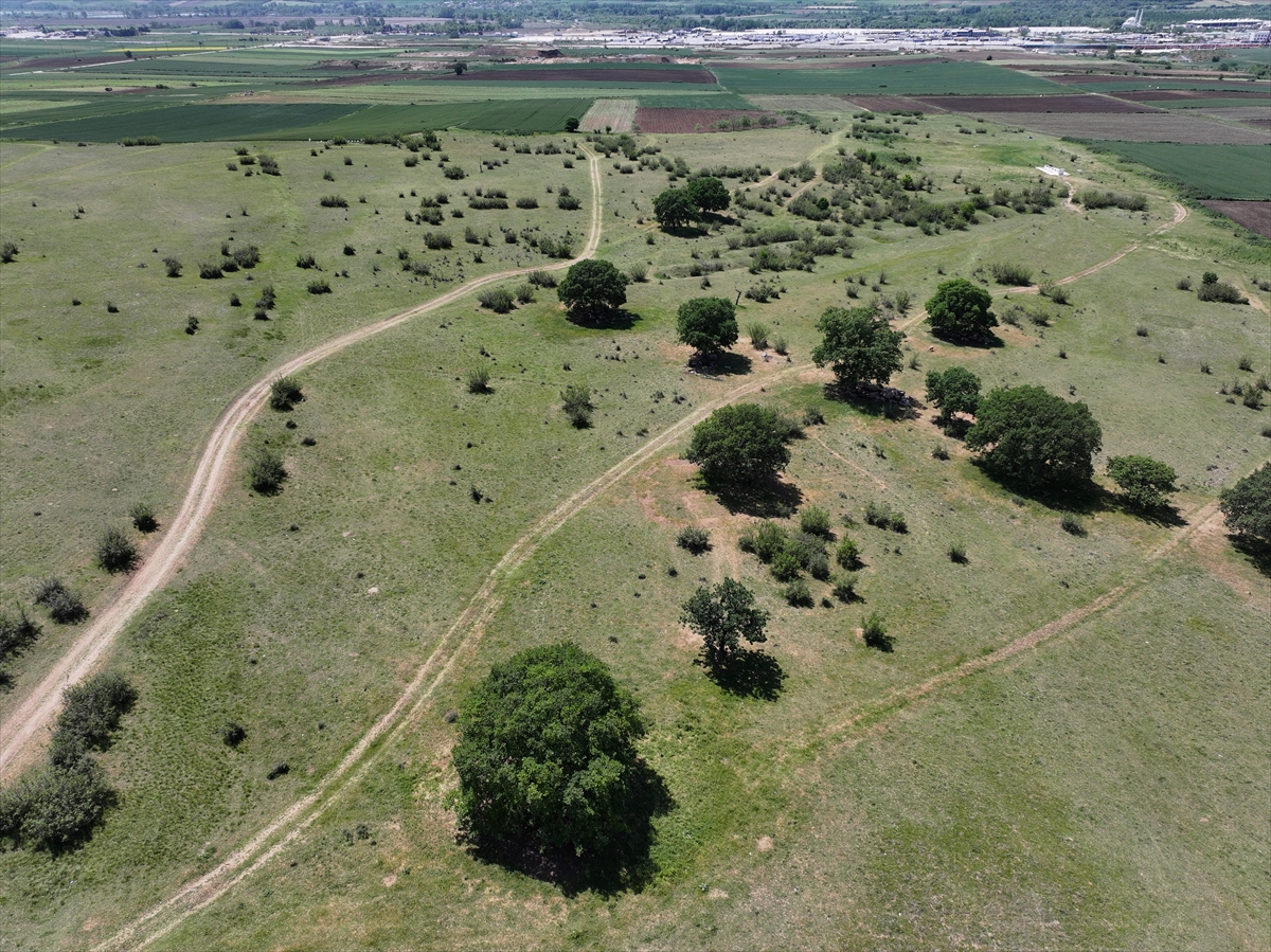 Edirne'de meraların belli bölümlerinde sulamalı sisteme geçilecek