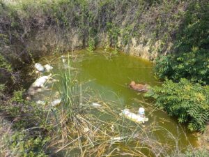 EDİRNE (AA) – Edirne'nin Keşan ilçesinde su dolu çukurda başı