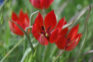 MANİSA (AA) – Manisa Celal Bayar Üniversitesi Mühendislik ve Doğa