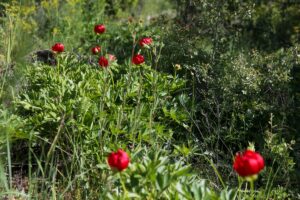 UŞAK (AA) – Yılda 15 gün açan Uşak'a özgü şakayık