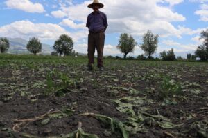 ERZİNCAN (AA) – Erzincan merkeze bağlı Hancıçiftliği köyünde yaban domuzları,