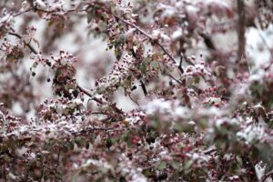 ERZURUM (AA) – Erzurum'a ilkbahar mevsiminin son ayı olan mayısta