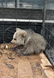 ERZURUM (AA) – Erzurum'un Şenkaya ilçesinde çobanlar tarafından bitkin halde