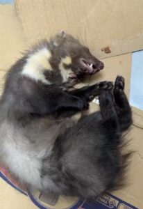 - Veteriner hekim tarafından yaraları sarılan kaya sansarının, kafeste horlayarak