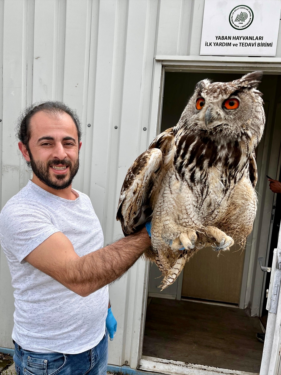 Erzurum'da yaralı bulunan puhu tedaviye alındı