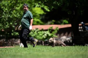 GAZİANTEP (AA) – Gaziantep Doğal Yaşam Parkı'nın yeni sakini "Boncuk"