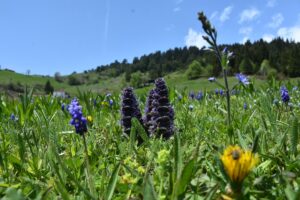 GÜMÜŞHANE (AA) – Gümüşhane'de, hava sıcaklığının artmasıyla yaylalarda bir araya