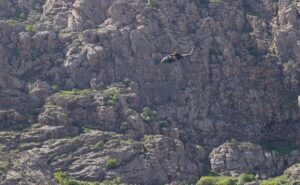 HAKKARİ (AA) – Hakkari'de dün pancar toplamak için çıktığı Sümbül