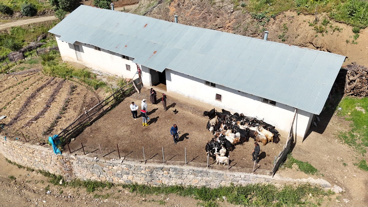 Hakkari'de şap hastalığına karşı hayvanlara aşı yapılıyor