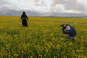 HAKKARİ (AA) – Hakkari'nin Yüksekova ilçesinde havanın ısınmasının ardından sarı