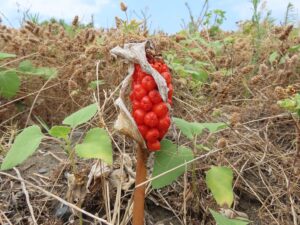 İZMİR (AA) – Hatay'ın Samandağ ilçesinde "tirşik otu" ismiyle bilinen