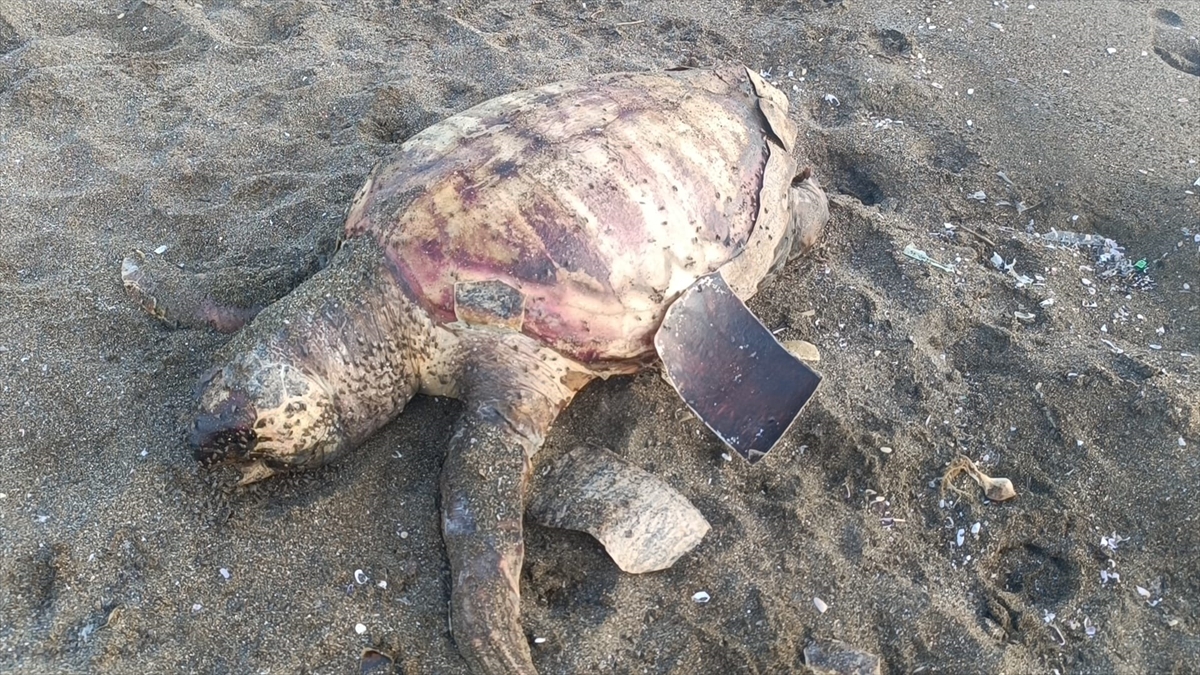 Hatay'da ölü caretta caretta sahile vurdu