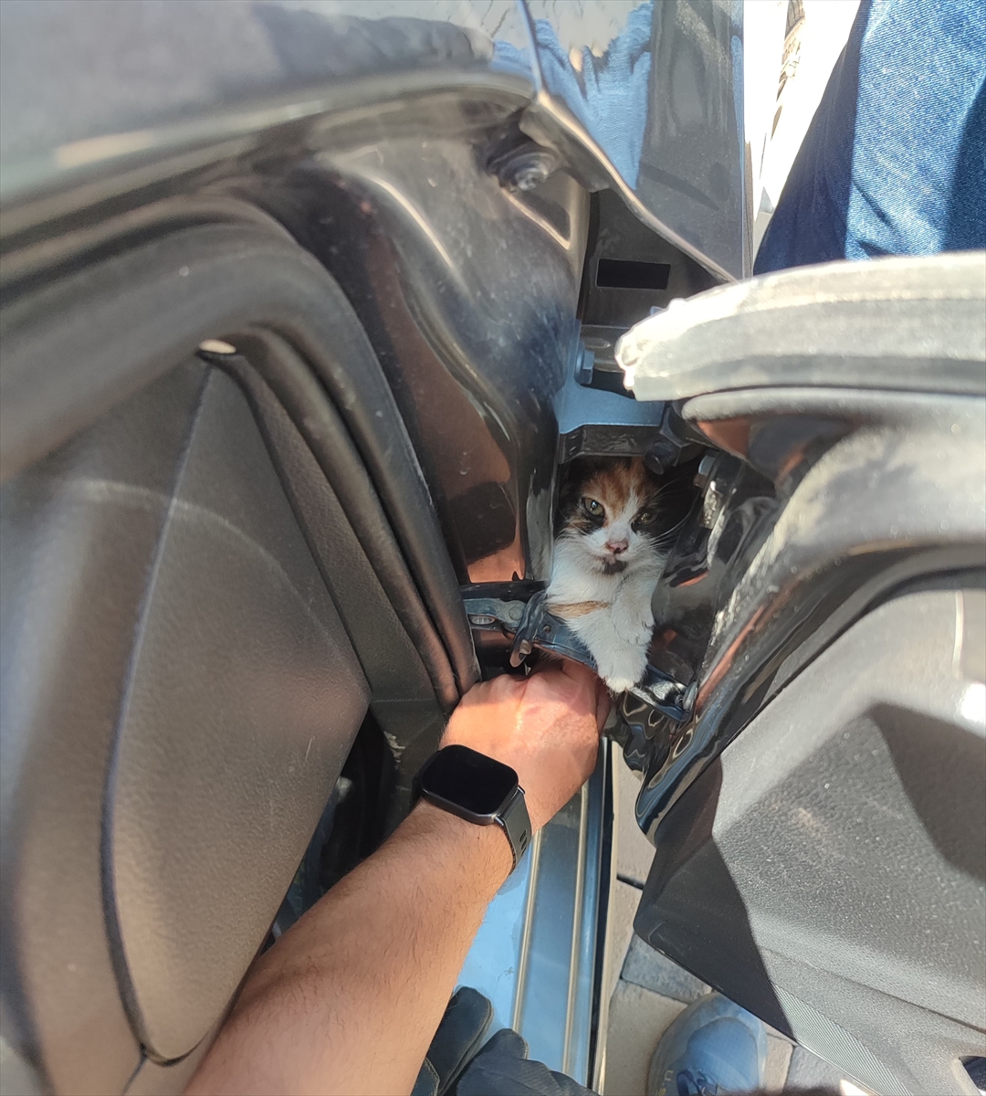 Hatay'da otomobilin kapısına sıkışan kedi yavrusu kurtarıldı