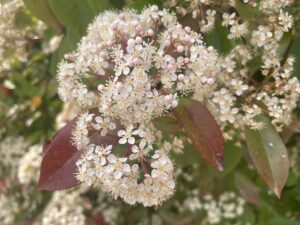 ​​​​​​​BOLU (AA) – ​​​​​​​Bolu İzzet Baysal Üniversitesi (BAİBÜ) Eğitim ve