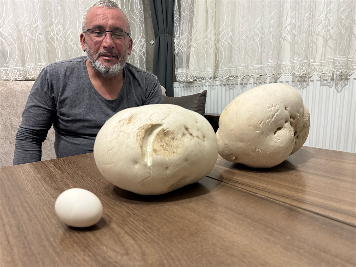Ispartalı doğasever yürüyüş sırasında “dev mantarlar” buldu