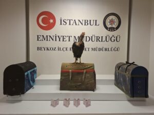 İSTANBUL (AA) – Beykoz'da metruk bir binada horoz dövüşü yaptırdığı