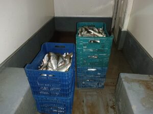 -Denetimlerde canlı olarak ele geçirilen 350 kilogram levkit, 172 kilogram