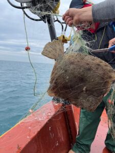 - Ağlara takılan 380 canlı  denize bırakıldı