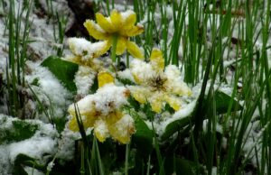 KARS (AA) – Kars'ın Sarıkamış ilçe merkezinde sağanak, yüksek kesimlerinde