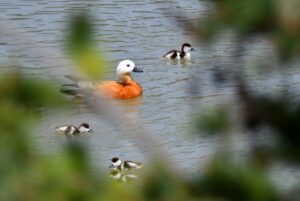 KARS (AA) – Sarıçam ormanları ve zengin bitki örtüsüyle öne