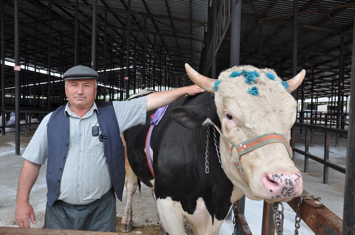 Kütahya’da bin 200 kilogramlık “Paşa” 350 bin liraya satıldı