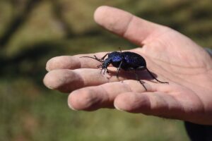 KARAMAN (AA) – HARUN REŞİT YILDIKO – Karaman'da yaşayan jeoloji