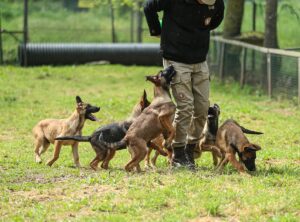 BURSA (AA) – Bursa'da Gemlik Askeri Veteriner Okulu ve Eğitim