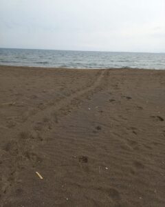 MUĞLA (AA) – Muğla'nın Ortaca İlçesindeki İztuzu sahiline gelen caretta