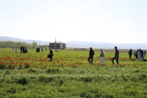 MUŞ (AA) – Muş'ta ömrü ortalama 3 hafta olan ve