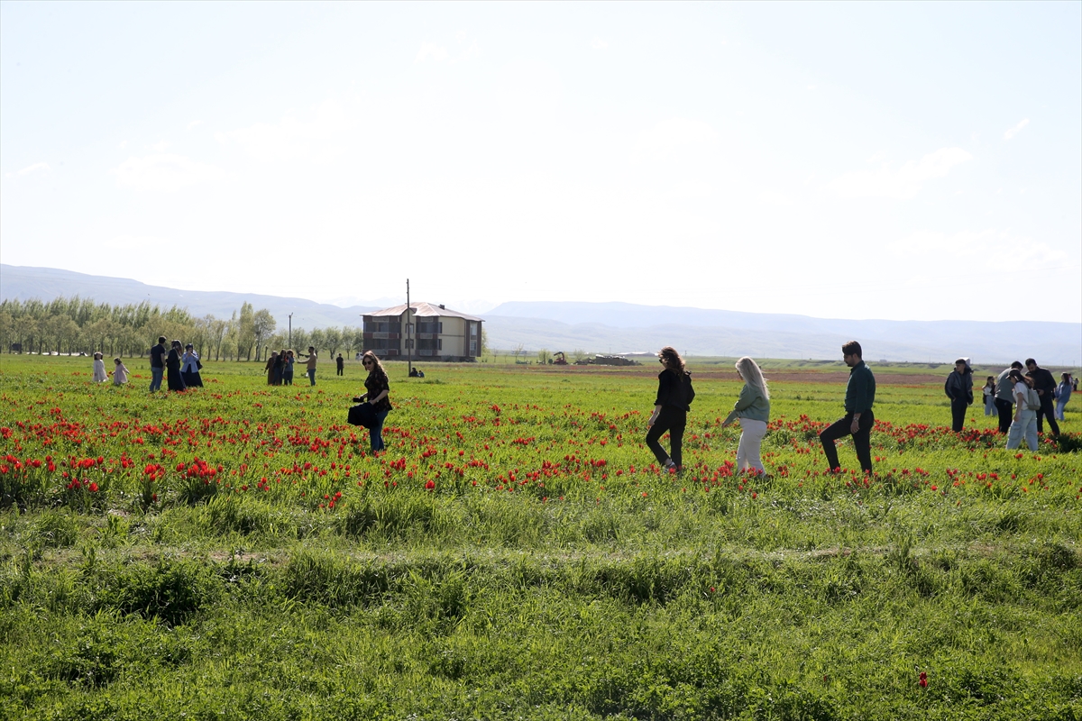 Muş Ovası “Muş 1071” adıyla tescillenen lalelerin açmasıyla renklendi