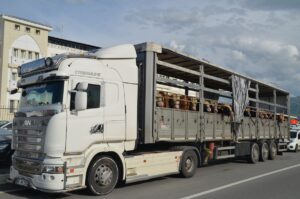 MUŞ (AA) – Türkiye'nin önemli hayvancılık merkezlerinden Muş'ta, Kurban Bayramı'nın
