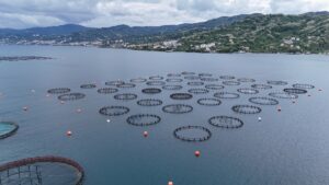 ORDU (AA) – Ordu'da kafes balıkçılığı tesislerinde üretilen Türk somonunun