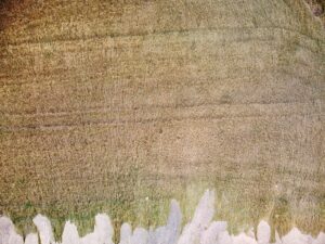 OSMANİYE (AA) – Osmaniye'nin Sumbas ilçesinde dün etkili olan sağanak