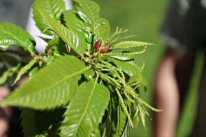 SAMSUN (AA) – Ondokuz Mayıs Üniversitesi (OMÜ) ile Orman İşletme